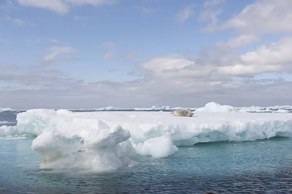 Dramatic Antarctic Landscape Ice Icebergs Ocean Stock Photo