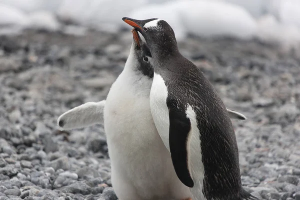 Antarktika Subantarctic Penguen Yakın Çekim Telifsiz Stok Fotoğraflar