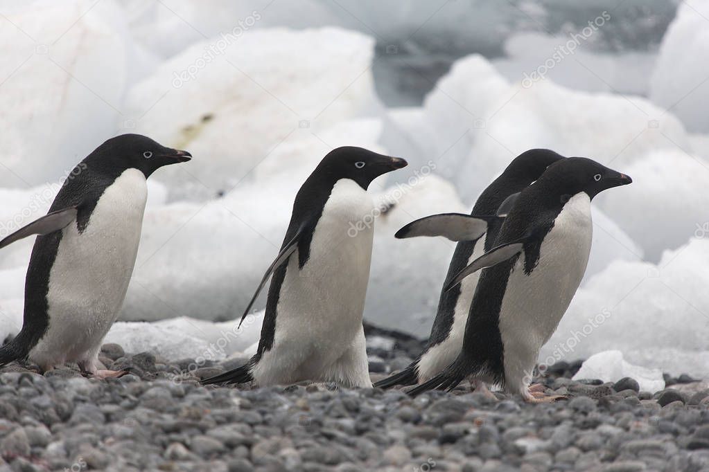 Antarctica group of Adlie penguins close-up on a cloudy spring day