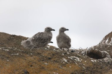 Bulutlu bir günde yere yakın çekim üzerinde genç Güney dev tüylerini çifti Antarktika