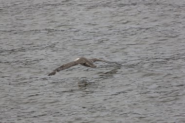 Denizden kalktıktan Antarktika martı Grubu kapat