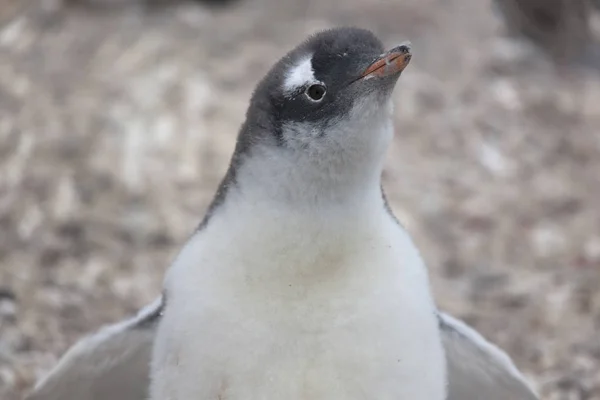 Antarktis Chick Subantarktiska Pingvin Närbild — Stockfoto