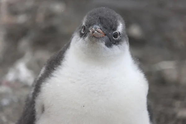 Antarktis Küken Des Subantarktischen Pinguins Aus Nächster Nähe — Stockfoto