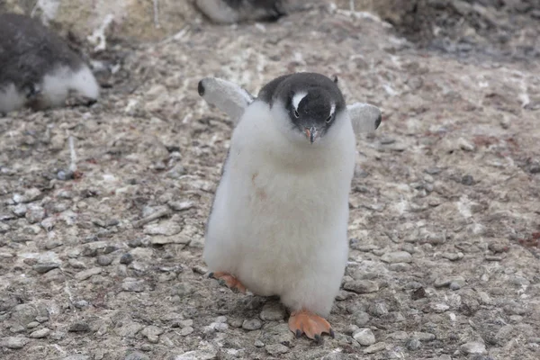 亜南極ペンギンのクローズ アップの南極ひよこ — ストック写真