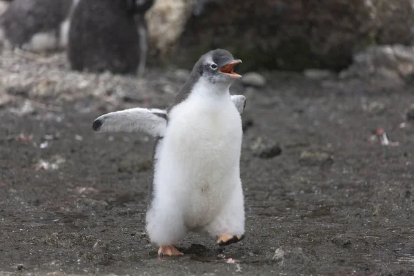 南極亜南極ペンギンのひよこのクローズ アップと — ストック写真