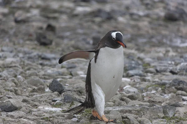 Antarktis Subantarktiska Pingvin Med Chick Närbild — Stockfoto