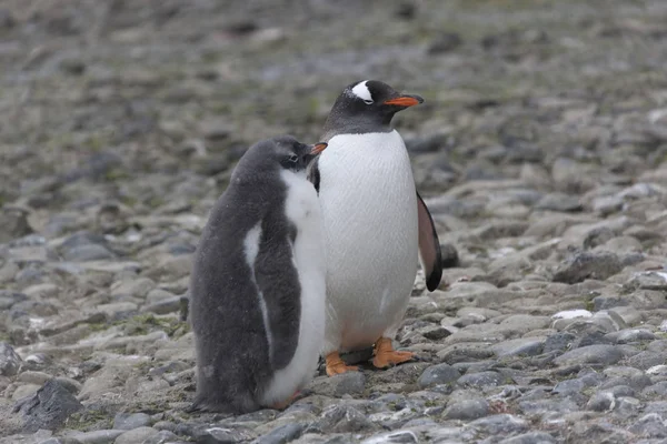 Antarctica Subantarctic Penguin Chick Closeup — Stock Photo, Image