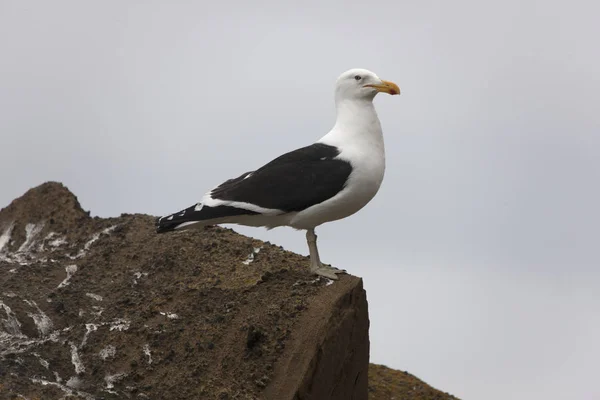 Antarktis Måsen Kanten Berget Närbild — Stockfoto