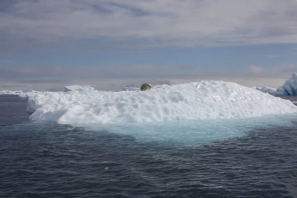 Антарктида Краєвид Красивою Блакитний Айсбергів Океан Сонячний День — стокове фото