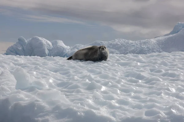 Антарктическая Тюлень Ведьма Солнечный День — стоковое фото