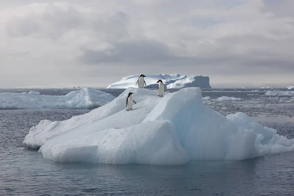 Antarktische Landschaft Mit Schönen Blauen Eisbergen Und Dem Meer Einem — Stockfoto