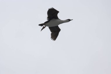 Açık bir günde yakın çekim uçuş Antarktika'daki Antarktika karabatak