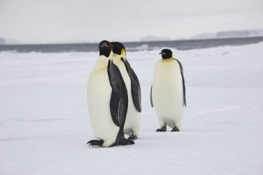 Kraliyet penguenleri yakın çekim güneşli bir günde gurup Antarktika