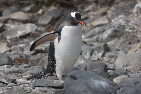 Antarktisz Sub Antarktiszi Pingvin Vértes Egy Napsütéses Napon — Stock Fotó