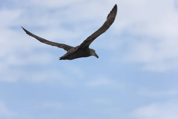 南極大陸南極オオカモメ クローズ アップ飛行中 — ストック写真