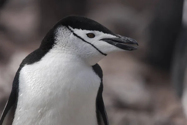 Antarctica Magellan Pinguïn Close Een Zonnige Dag — Stockfoto