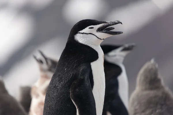 Antarktisz Magellán Pingvin Közelről Egy Napsütéses Napon — Stock Fotó
