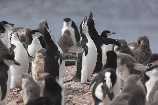 Antarktyda Magellan Pingwina Bliska Słoneczny Dzień — Zdjęcie stockowe