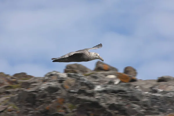 Pétrel Antarctique Géant Gros Plan — Photo