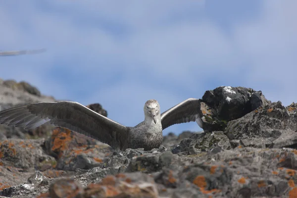 Antarktis Antarctic Jättestormfågel Närbild Flyg — Stockfoto