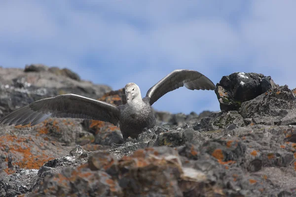 Antarktis Antarctic Jättestormfågel Närbild Flyg — Stockfoto