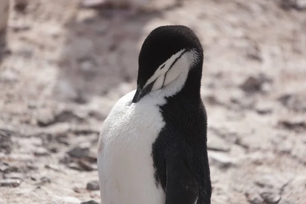 晴れた日に南極大陸マゼラン ペンギンをクローズ アップ — ストック写真