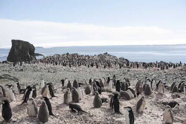Colonia Antártica Pingüinos Sub Antárticos Día Soleado — Foto de Stock