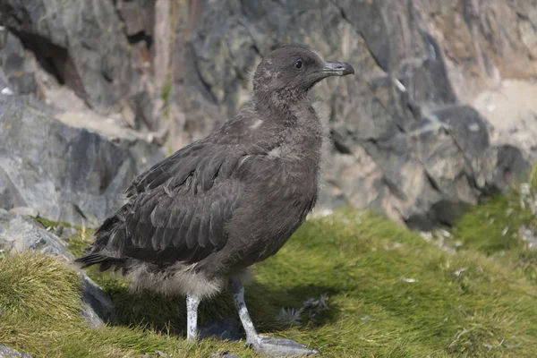 Antarktis Sydpolslabb Närbild Solig Dag — Stockfoto