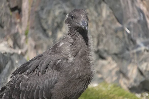 Antarctica Zuid Polar Skua Close Een Zonnige Dag — Stockfoto