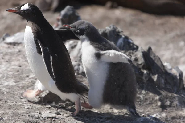 Антарктический Пингвин Крупным Планом Солнечный День — стоковое фото