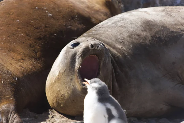 Antarctica Elephant Seal Close Sunny Day — Stock Photo, Image