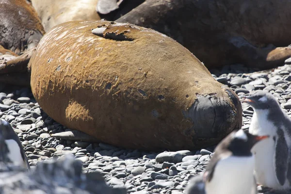 Phoque Éléphant Antarctique Près Par Une Journée Ensoleillée — Photo