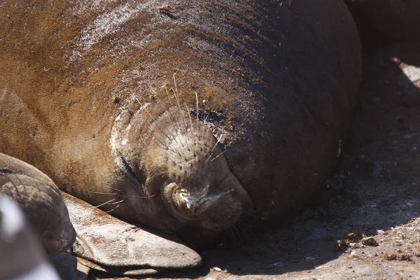 Foca Elefante Antártica Acerca Día Soleado — Foto de Stock