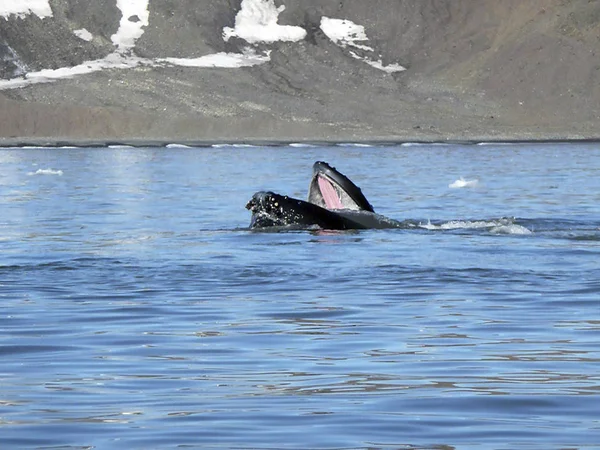 南極のクジラは 晴れた日にプランクトンのクローズ アップを食べる — ストック写真