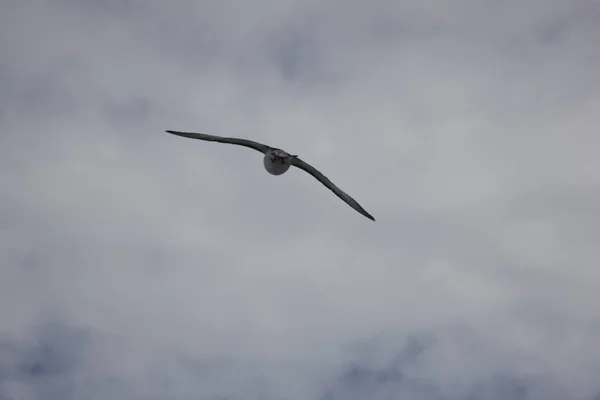 Antarktika Dev Antarktika Kuşu Yakın Çekim Uçuş — Stok fotoğraf