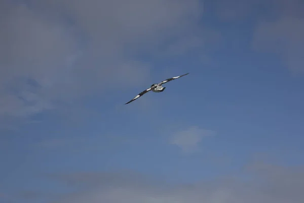 Antarktika Dev Antarktika Kuşu Güneşli Bir Yakın Çekim Uçuş — Stok fotoğraf