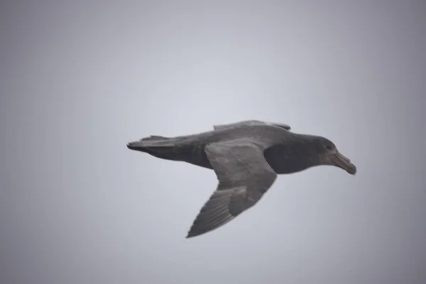 Antarktis Antarctic Jättestormfågel Närbild Flyg — Stockfoto