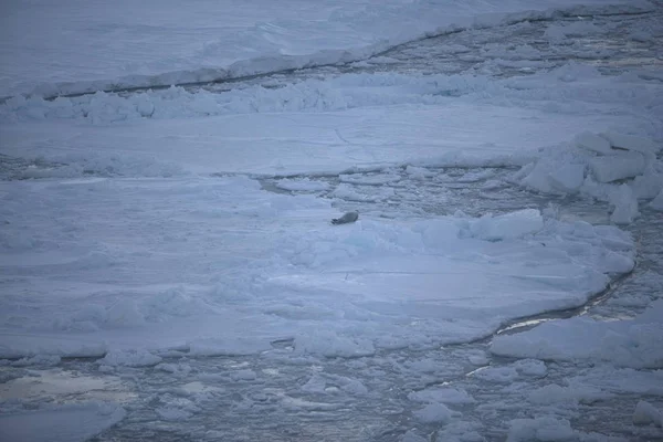 Noite Dramática Paisagem Antártica Com Gelo Animais — Fotografia de Stock