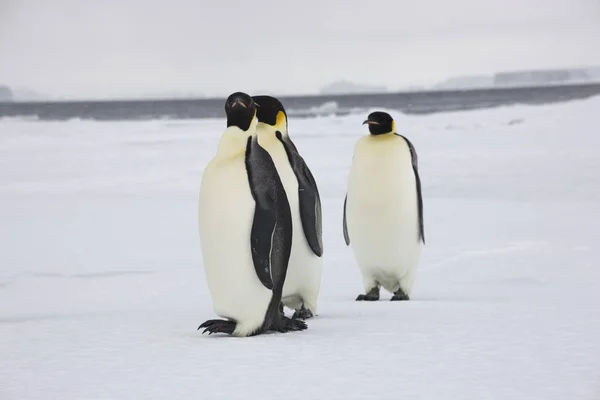 Antarctica Group Royal Penguins Close Sunny Day — Stock Photo, Image