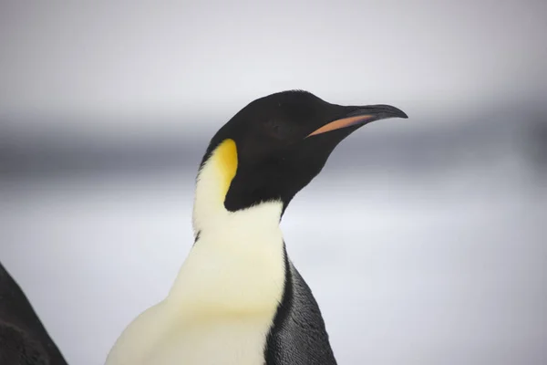 晴れた日に皇帝ペンギンのクローズ アップの南極の肖像画 — ストック写真