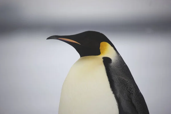 Retrato Antártico Pinguim Imperador Close Dia Ensolarado — Fotografia de Stock