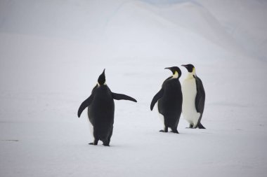 İmparator penguenler yakın çekim güneşli bir günde gurup Antarktika