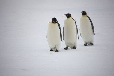 İmparator penguenler yakın çekim güneşli bir günde gurup Antarktika