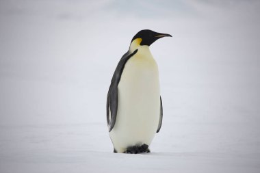 İmparator penguenler yakın çekim güneşli bir günde gurup Antarktika