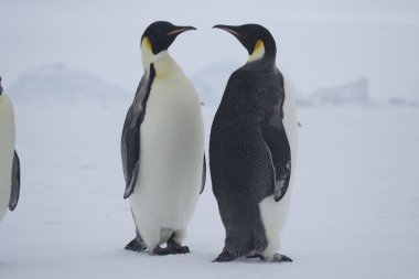 İmparator penguenler yakın çekim güneşli bir günde gurup Antarktika