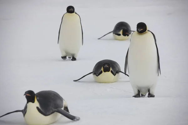 Антарктида Группа Императорских Пингвинов Крупным Планом Солнечный День — стоковое фото
