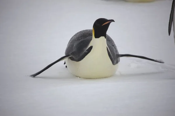 Antarktis Porträt Eines Kaiserpinguins Nahaufnahme Einem Bewölkten Tag — Stockfoto