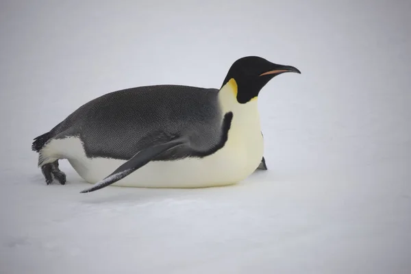 Antarctique Portrait Empereur Pingouin Gros Plan Sur Une Journée Nuageuse — Photo