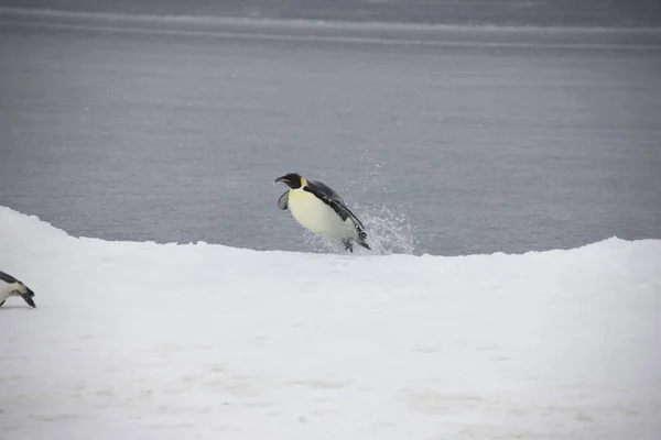 Antarctica Keizer Pinguïns Vliegen Uit Het Water Aan Wal Dicht — Stockfoto