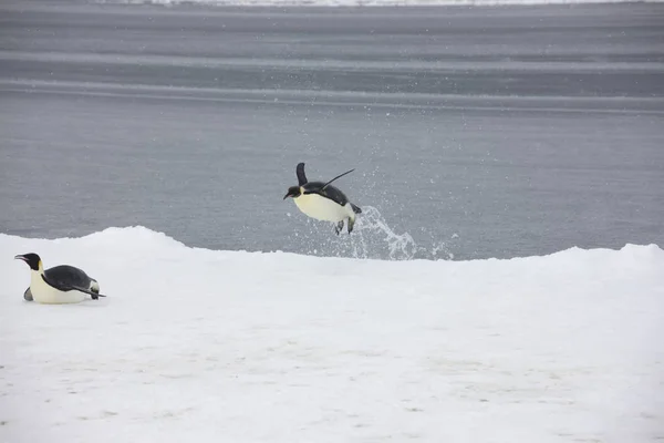 Антарктида Імператорські Пінгвіни Злетіти Води Берег Закрити — стокове фото